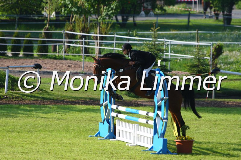 005M3833 Los Angeles_Springpferde A.JPG